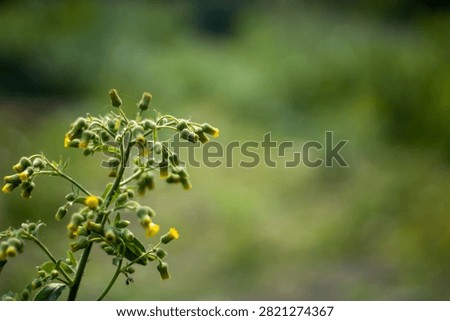 A close-up photo of a dill sprig with tiny yellow flowers and green leaves on a softly blurred green background with varying shades of light and dark