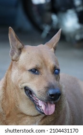 Close-up Photo Of A Dog With One Cloudy Eye, A Blind Dog, Animal Ailments