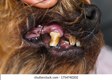 Close-up Photo Of A Dog Teeth With Tartar And Tooth Erosion