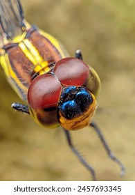 Close-up photo of a dragonfly. Small insects. Photo macro.