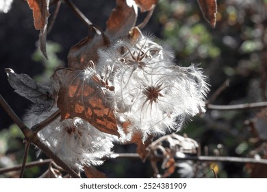 A close-up photo of a dry clematis seed head with fluffy, white seeds against a backdrop of brown leaves. The image captures the delicate beauty and intricate details of the plant's reproductive stage - Powered by Shutterstock