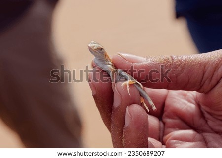 Close-up photo of a dunes sagebrush lizard also known as sand dune lizard (Sceloporus arenicolus) in the human hand with a blurry background, Namib Desert, Namibia 