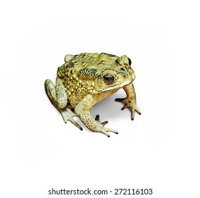 273 Bufo Melanostictus Images, Stock Photos & Vectors | Shutterstock