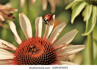 Close-up photo of echinacea flower with ladybug on petals
