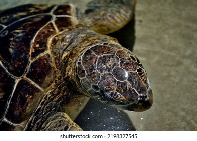 3,310 Sea Turtle Face Images, Stock Photos & Vectors | Shutterstock