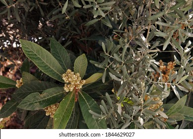 79,765 Olives flower Images, Stock Photos & Vectors | Shutterstock