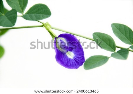 Close-up photo of a flowering butterfly pea flower, isolated on a white background.
