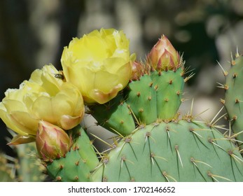 Close-up photo of a flowering cactus and buds emerging in nature in Provence. This photo was taken near Fontaine de Vaucluse in Provence in the spring.