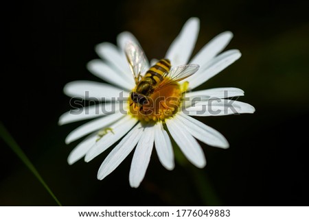 Image, Stock Photo Bee Nature Plant Animal