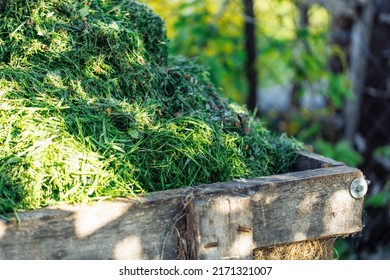 Closeup photo of fresh green cut green grass pile in wooden box. Compost, manure waste heap as organic, natural fertilizer. Decay process in rural area. Sustainable development, environmental care
