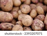 Closeup photo of freshly harvested potatoes of variety "Carolus"