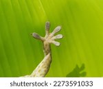 Close-up photo of a gecko