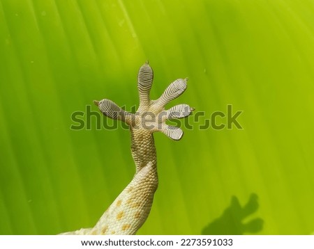 Close-up photo of a gecko's finger with a green background.
