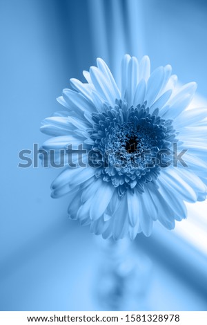 Similar – Foto Bild Blue Flower Natur Blüte