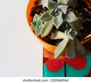 Close-up Photo Of Green Leafy Succulent Plants On Glass Cutting Board With Famous Author Frida Kahlo Pattern