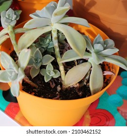 Close-up Photo Of Green Leafy Succulent Plants On Glass Cutting Board With Famous Author Frida Kahlo Pattern