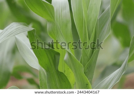 Close-up photo of green leaves of a corn plant