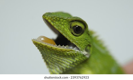 close-up photo of a green lizard's head opening its mouth and showing its teeth, detailed photo with a white background. - Powered by Shutterstock