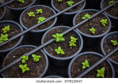 Close-up photo of a green seedling growing in a drip system. - Powered by Shutterstock