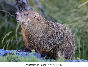 Close-up Photo Of Groundhog Which Seating After Meal At The Fort Admartson Park, Maryland