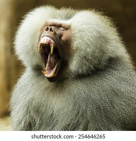 Close-up photo of Hamadryas baboon yawning, showing teeth and wide open mouth
