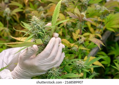 Close-up photo of hand holding a cannabis flower Cannabis strains with high CBD content. free cannabis concept