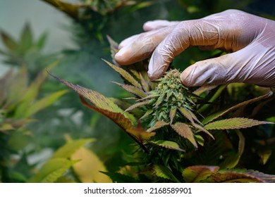 Close-up photo of hand holding marijuana flowers in an indoor home-grown farm Cannabis strains with high CBD content. free cannabis concept