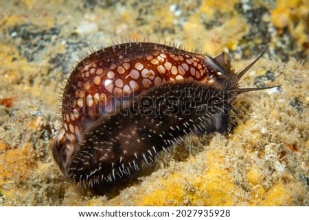 Close-up photo of a Hawaiian reticulated cowry crawling over the reef at night. 