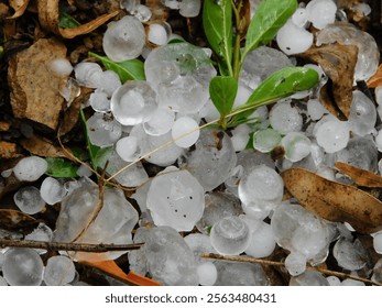 Closeup photo of ice hail stones in a garden bed