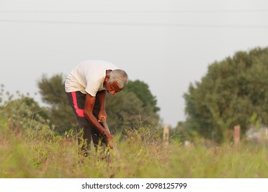 Close-up Photo Of An Indian Senior Male Farmer Cuts The Grass In The Field With The Help Of A Shovel With Wearing White Vest Dress And Black Paint