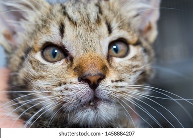 Close-up Photo Of A Kitten With Angioedema