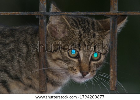 close-up photo of a kitten's face. tapetum lucidum reflecting the light