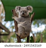 Close-up photo of a Koala (Phascolarctos cinereus) perched in a eucalyptus tree. This adorable marsupial features soft, gray fur, a distinctive black nose, and large, fluffy ears. 