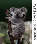 Close-up photo of a Koala (Phascolarctos cinereus) perched in a eucalyptus tree. This adorable marsupial features soft, gray fur, a distinctive black nose, and large, fluffy ears. 