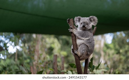 Close-up photo of a Koala (Phascolarctos cinereus) perched in a eucalyptus tree. This adorable marsupial features soft, gray fur, a distinctive black nose, and large, fluffy ears.  - Powered by Shutterstock