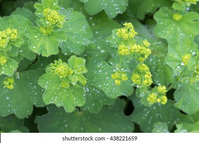 Closeup Photo Of Lady's Mantle Leaves And Yellow Flower Buds With Drops Of Water (Alchemilla Vulgaris) During Summer In Austria, Europe
