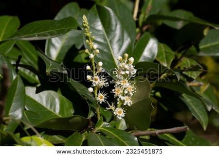 Close-up photo of a laurel branch in bloom. Prunus laurocerasus 'Novita'