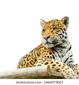 A close-up photo of a leopard resting on a log.
The leopard's spotted coat is in sharp focus, and its gaze is alert.
The image is perfect for illustrating the beauty and power of leopards. - Powered by Shutterstock