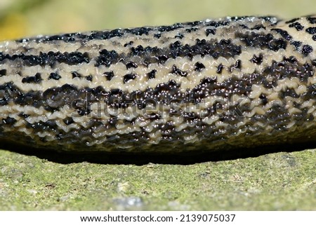 Close-up photo of leopard slug, also known as Limax Maximus. High resolution photo. Full depth of field.
