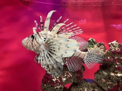 A Closeup Photo Of A Lionfish With Ostentatious Dorsal Fins Tipped With Venomous Spines In An Aquarium With A Red Background
