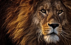 Close-up Photo Of Lion's Head . Amazing Creation Of God