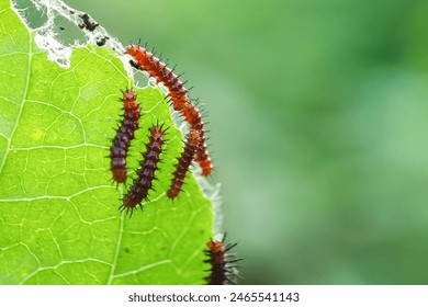 Close-up photo of a live caterpillar crawling on a green leaf, showing the intricate details and colors of the insect and leaf, captured in daylight, with macro mode - Powered by Shutterstock