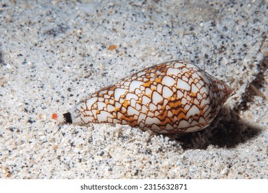 Close-up photo of a live textile cone snail crawling over sand in the ocean. 