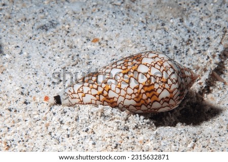 Close-up photo of a live textile cone snail crawling over sand in the ocean. 