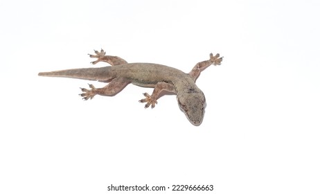 Close-up photo of a lizard or cicak on a white background - Shutterstock ID 2229666663