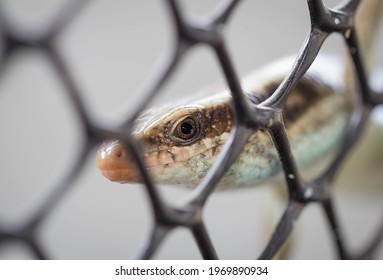 Close-up Photo Of A Lizard (Scincidae) Perched Outside The Chicken Cage.