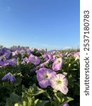 Close-up photo of a lovely purple petunia flower blooming alongside a Danshui river, Taiwan