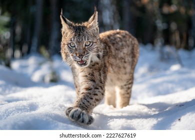 Close-up photo of lynx cub walking in the winter snowy forest with open mouth. Wildlife lynx animal in natural habitat.