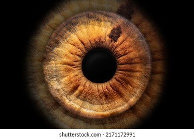 close-up photo (macro photo) of the iris of an eye, ideal for background or texture - Shutterstock ID 2171172991
