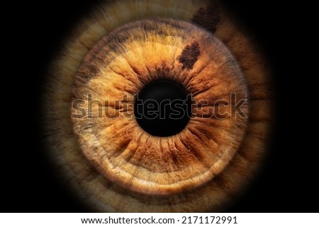 close-up photo (macro photo) of the iris of an eye, ideal for background or texture Stok fotoğraf © 